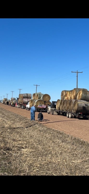 A line of trucks and trailers piled with hay